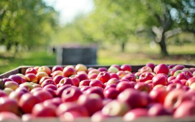 The Tale of the Two Apple Carts